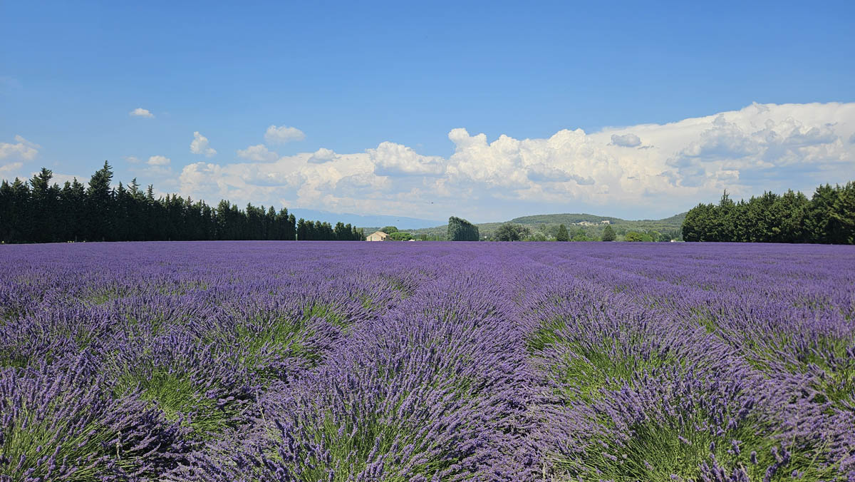 Photos of our Aroma Tours in France 2025