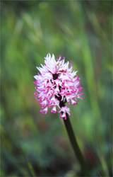 Beautiful wild orchids in the forests of Umbria